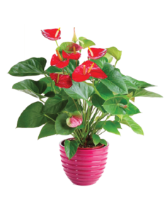 Plantas naturales - F330