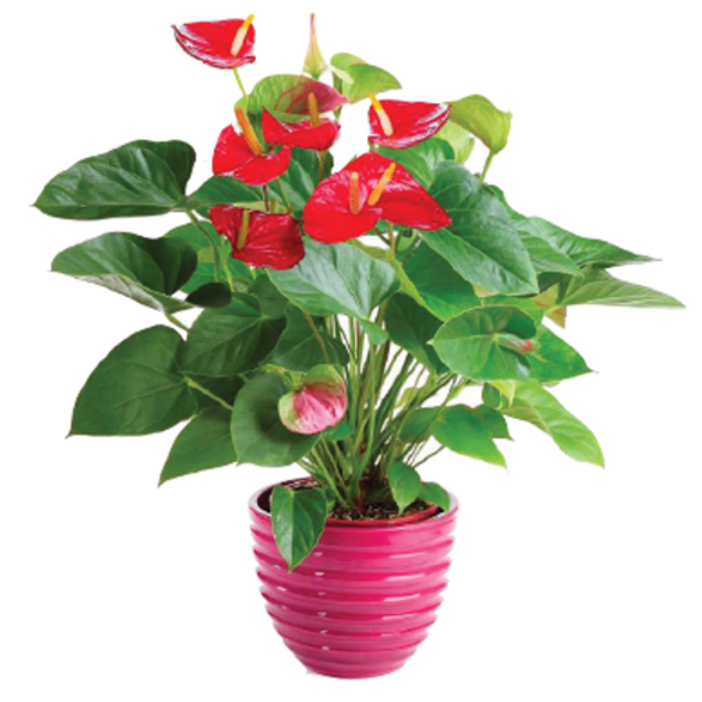 Plantas naturales - F330