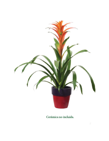 Plantas naturales - F300