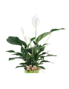 Plantas naturales - F310