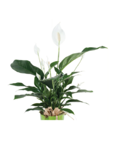Plantas naturales - F310