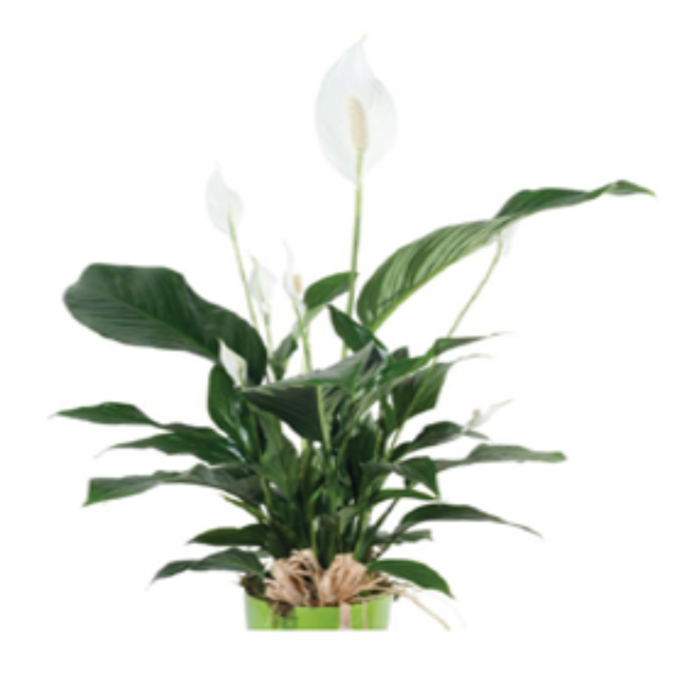 Plantas naturales - F310