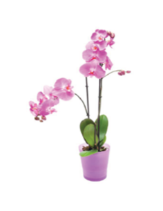 Plantas naturales - F320