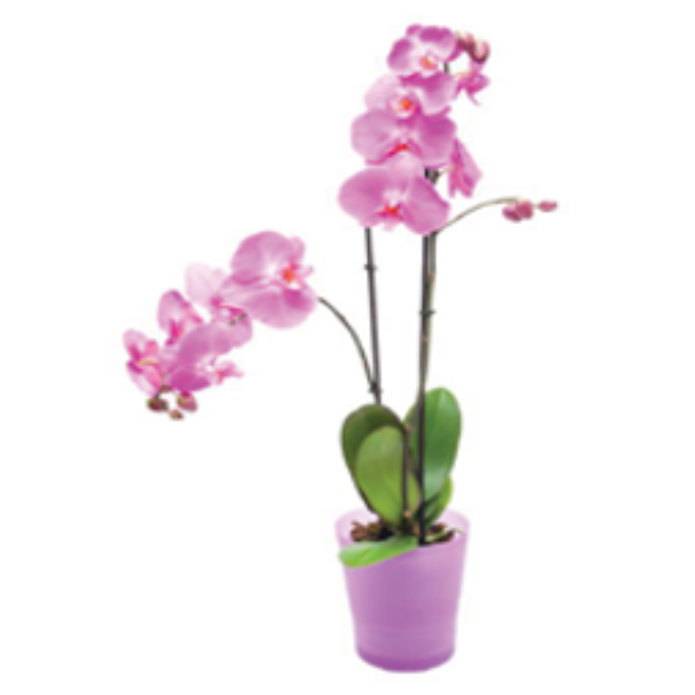 Plantas naturales - F320