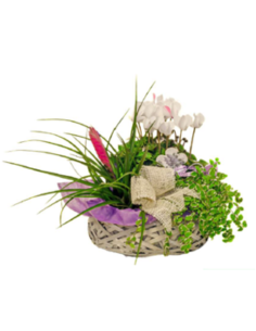 Plantas naturales - F340