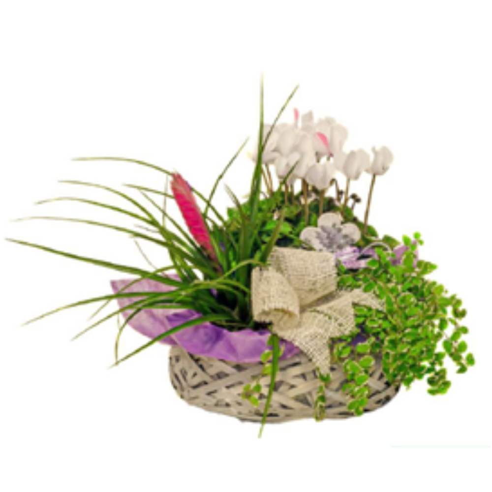 Plantas naturales - F340