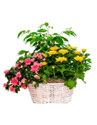 Plantas naturales - F350