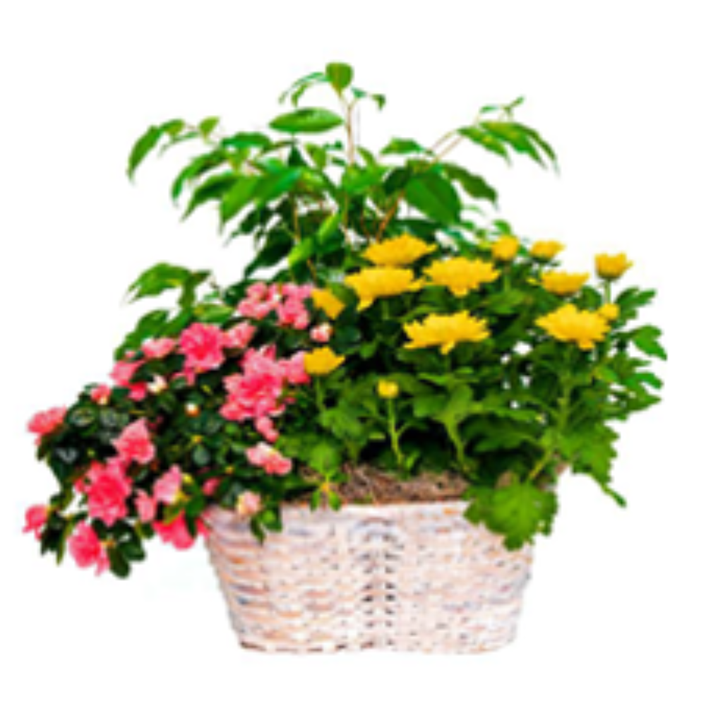 Plantas naturales - F350