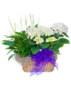 Plantas de temporada - F390