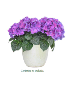 Plantas de temporada - F380