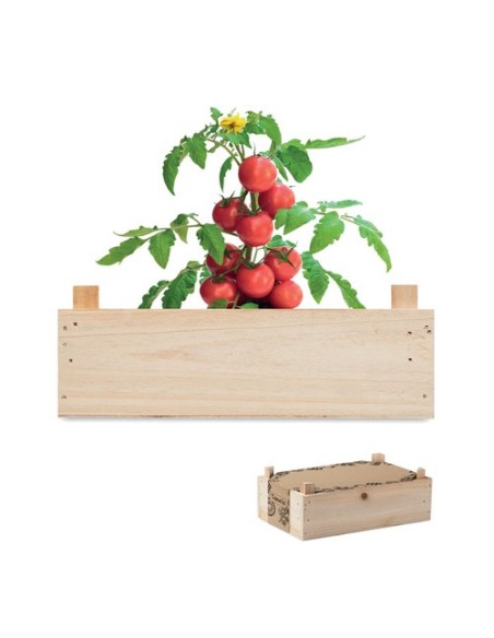 TOMATO Minihuerto tomates en caja