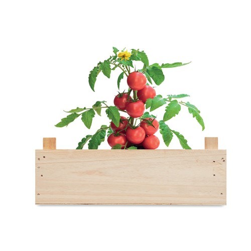 TOMATO Minihuerto tomates en caja
