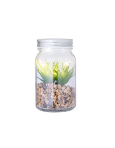 Planta Decorativa Kyala